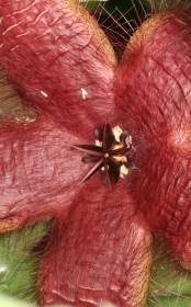 Aasblume (Stapelia spec.)